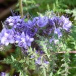 Phacelia tanacetifolia , Floraison de Phacélie à feuilles de Tanaisie, Graines de  Phacelia tanacetifolia, Graines de Phacélie à feuilles de Tanaisie